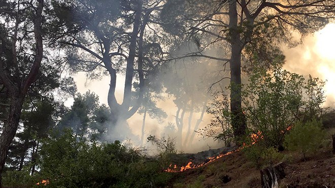 Muğla da yıldırımın ağır bilançosu: 48 orman yangını!