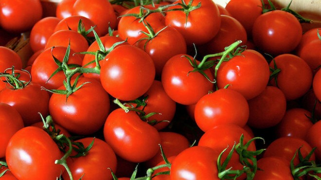 Muğla dan dünyaya 60 bin ton domates!
