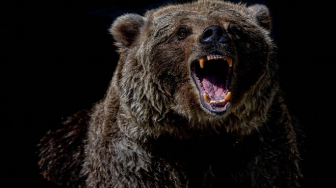 O ülkede ayı saldırısı alarmı: Yapay zeka uyaracak