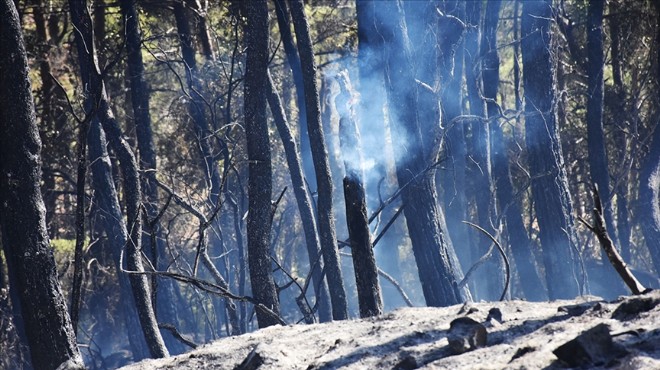 Orman yangınlarında 12 bin 210 hektar alan zarar gördü