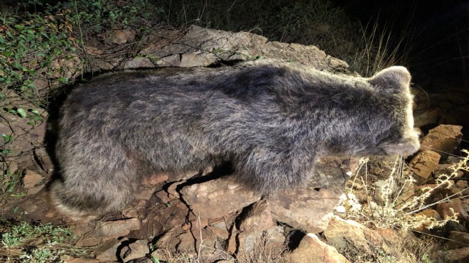 Ormanda bulduğu ayı ölüsünü sosyal medyada paylaştı