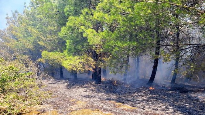 Ormanlık alanda yangın: Havadan ve karadan müdahale!