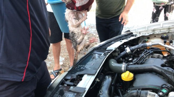 Otomobilin motor bölümüne sıkışan kedi kurtarıldı