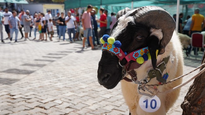 Ovacık festivalle şenlendi: Çeşme nin sakız koyunları yarıştı