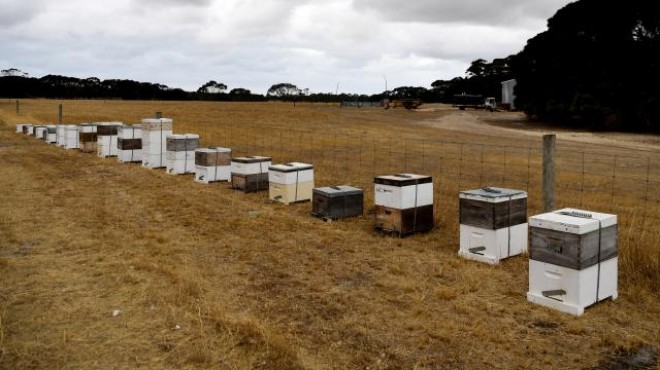 Parazit endişesi: Arılar kovanlara kapatıldı