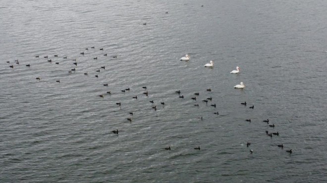 Pelikanlar, Gölcük Gölü nü süsledi