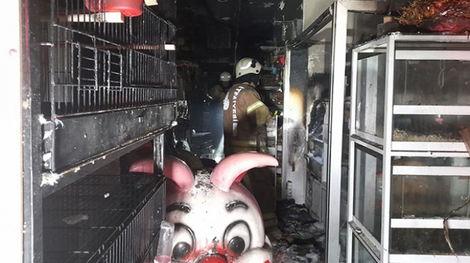 Pet shop ta yangın çıktı, çok sayıda hayvan öldü