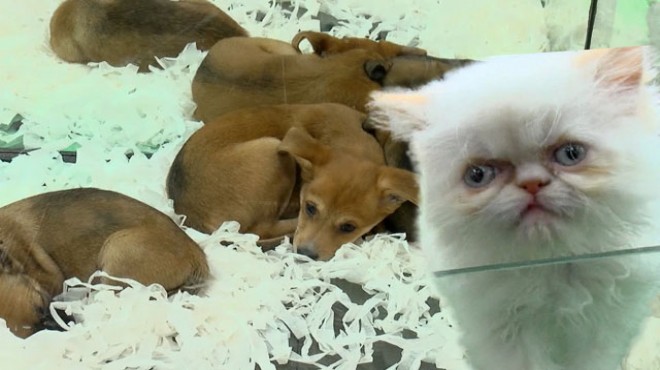 Pet shoplarda hayvan satışı 7 ay sonra bitecek