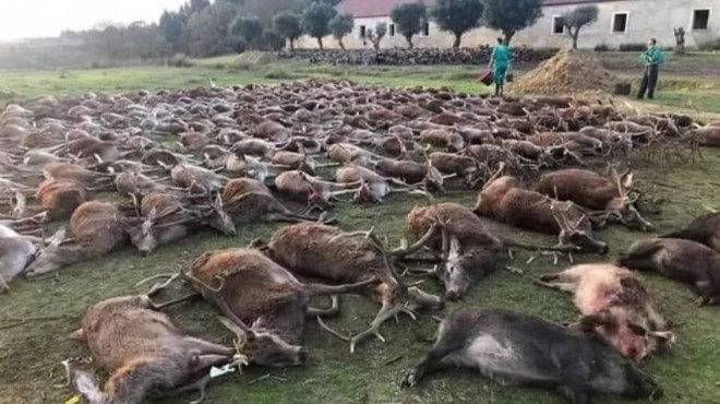 Portekiz de katliam! İki günde 540 vahşi geyik öldürüldü...