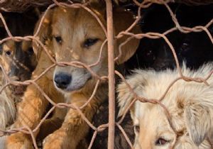 Tepki çeken festivalden 100 köpek kurtarıldı 