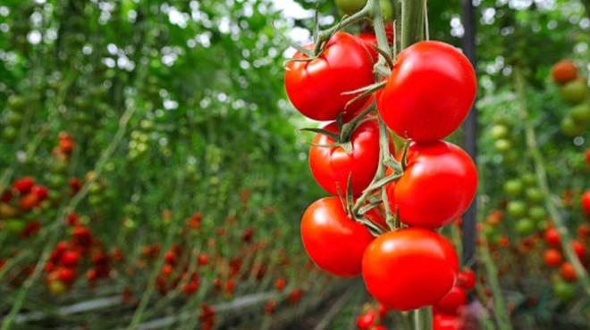 Rusya dan Azerbaycan a domates yasağı