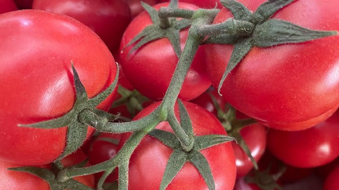 Rusya, domates ithalat kotasını artırdı