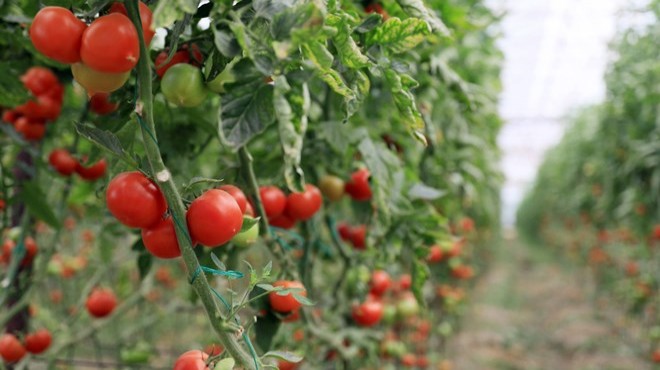 Rusya ya domates sevkiyatı 10 gün içinde başlayacak