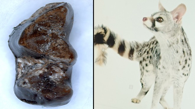 Sabuncubeli nde  20 milyon yıllık  buluş: Onun adı İzmirictis cani