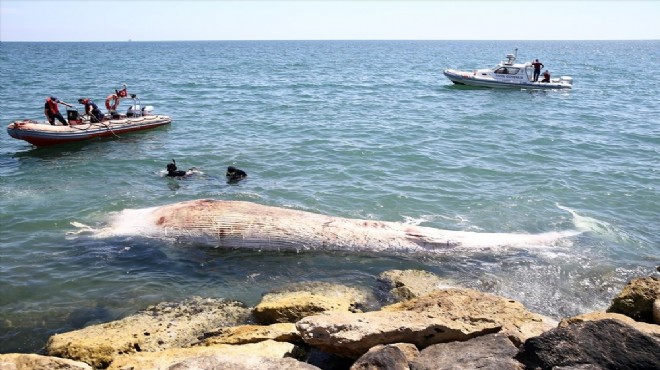 Sahile 10 metre boyunda balina vurdu
