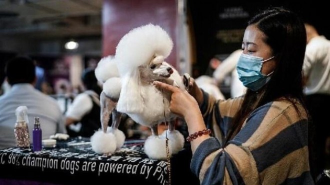 Salgının çıktığı Wuhan’da köpek güzellik yarışması