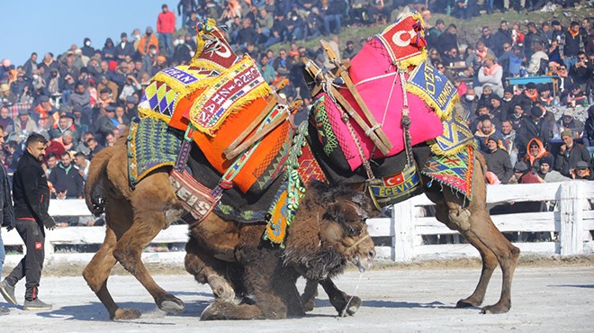 Selçuk taki deve güreşi festivaline yoğun ilgi