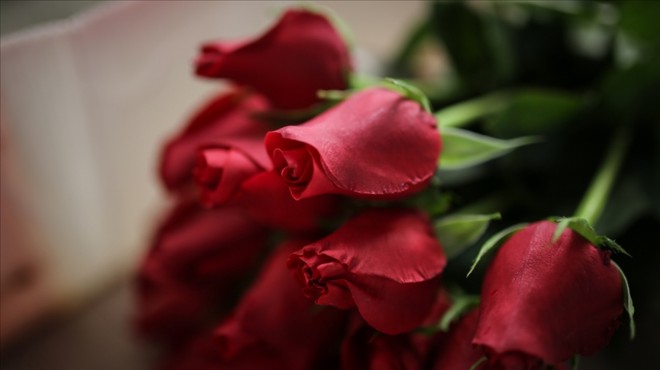Sevgililer Günü nde 4,5 milyon civarında gül satışı bekleniyor