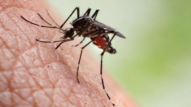 Sıcaklıklar arttıkça sıtma virüsü artabilir