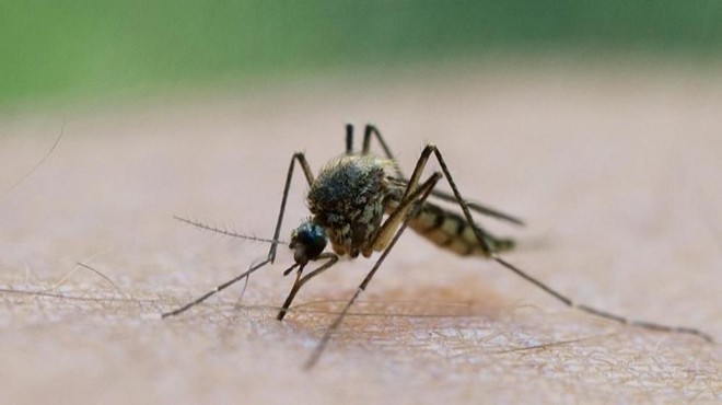 Sivrisineklerden koronavirüs bulaşır mı?