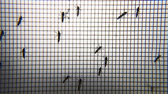 Sivrisinekleri sıtmadan koruyan  mikrop  keşfedildi