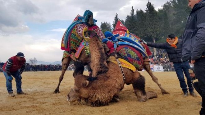 Soğuk havaya rağmen deve güreşi festivaline yoğun ilgi