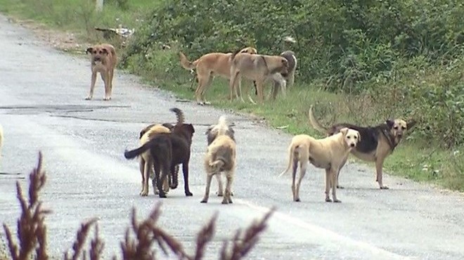 Sokak köpekleri ısırdı... Belediye 3 bin lira tazminat ödeyecek
