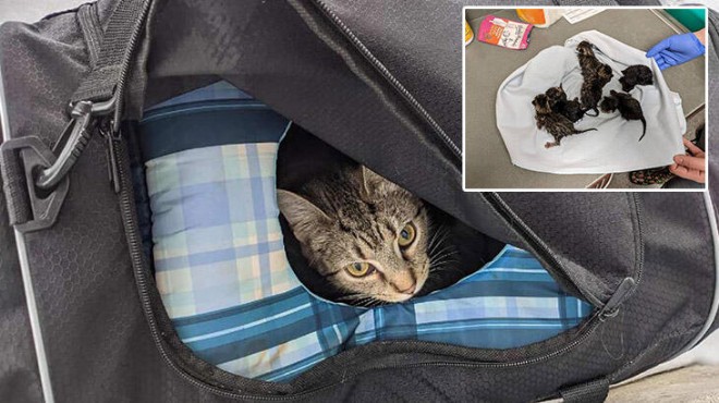 Şüpheli çantadan anne kedi ve yavruları çıktı