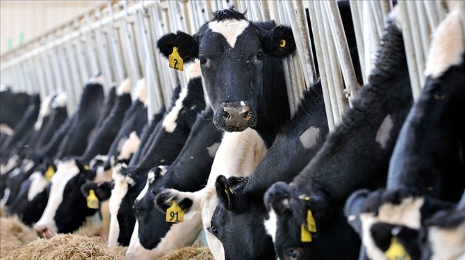 Süt üretiminde kriz çanları... Üreticiler inekleri kesmeyi düşünüyor!