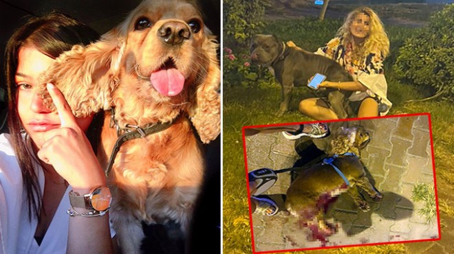 Tasmasız dolaştırılan pitbull, saldırdığı köpeği öldürdü!