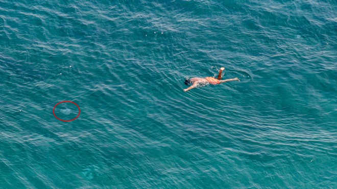 Tatilciler dikkat: Denizanası tehdidi sürüyor!