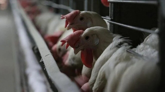 Tavuk eti üretiminde kriz kapıda!