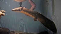 Dünyanın en yaşlı akvaryum balığı: Metuşelah