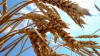 Bakanlıktan Hindistan'dan buğday ithal edildiği iddialarına yalanlama