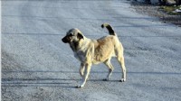 Mahkemeden emsal 'başıboş köpek' kararı: Valilik ve belediyeler sorumlu