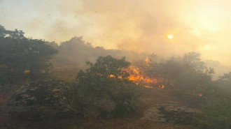 Manisa'daki orman yangınında acı bilanço: 35 dekar kül oldu!