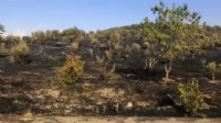 Matematik Köyü'nde büyük yangın! 40 dönüm zeytin ağacı kül oldu