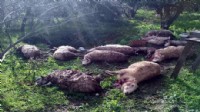 Muğla'da tüyler ürperten görüntü! Koyunlarını o halde bulunca 2 köpeği öldürdü