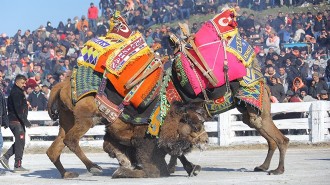 Selçuk'taki deve güreşi festivaline yoğun ilgi