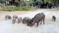 Uzmanından yaban domuzu uyarısı: Beslemeyin!