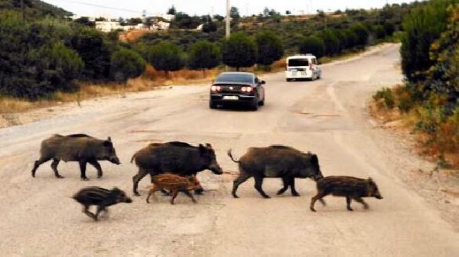 Turizm cennetini domuzlar bastı!
