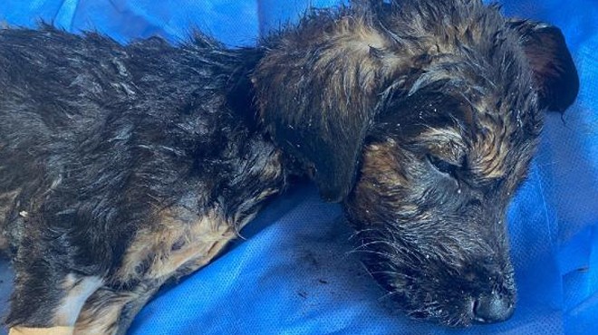 Vahşet! Sıcak asfalta bırakılan yavru köpekler öldü