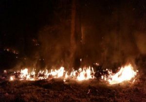 Köyceğiz de kızılçam ağaçları yangında zarar gördü