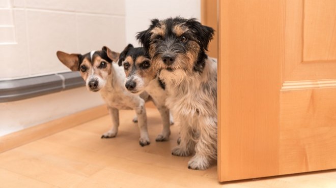 Yasa teklifi sunuluyor: 3 köpekten fazlası yasak!