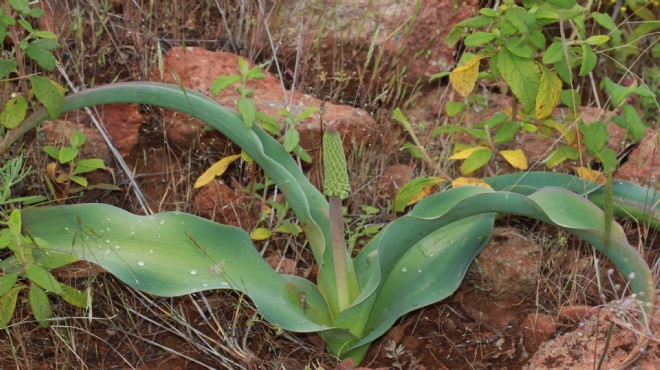 Yeni bir bitki türü keşfedildi: Balan sümbülü