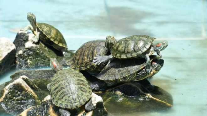 Yer: İzmir... Terk edilen su kaplumbağaları...