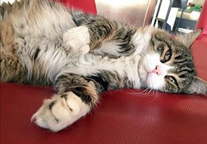 CHP nin kedisi Şero sosyal medyayı bırakıyor